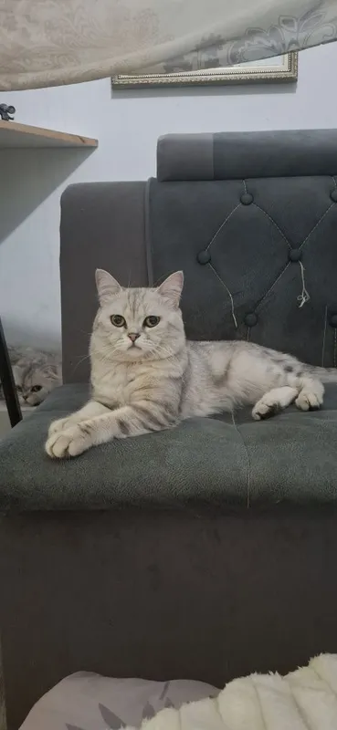 Вязка кота скотишь страйт