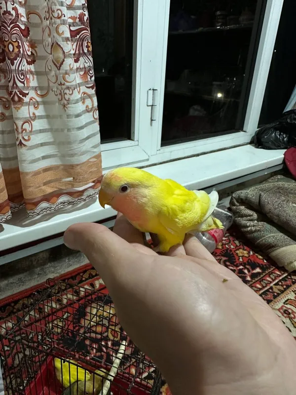 Неразлучники молодые — фото 1