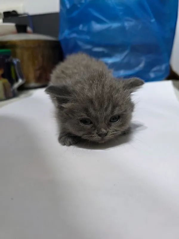 Котята Scottish Fold + British Chinchilla — фото 1