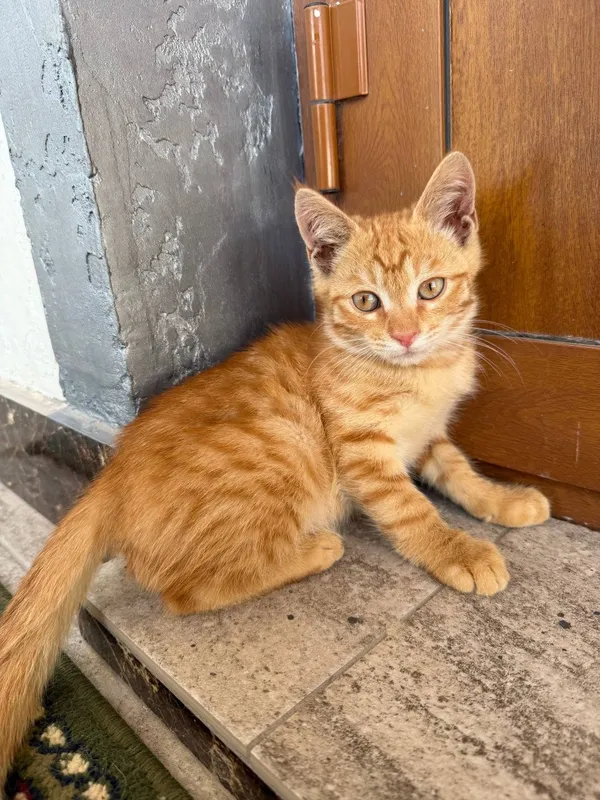 Котенок сладкий, игривый. Отдается в добрые руки — фото 4