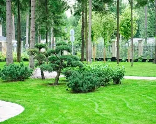 Сажаем газон на высоком уровне качество с гарантии — фото 5