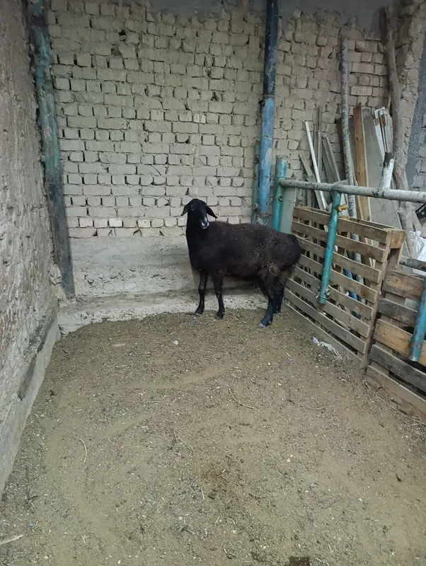 Soliq sotiladi sirochnik 1 Soliq sotiladi sirochnik 1