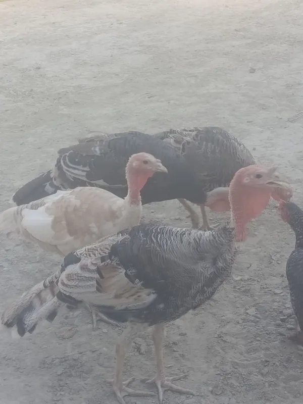 Kurkalar sotiladi Kurkalar sotiladi