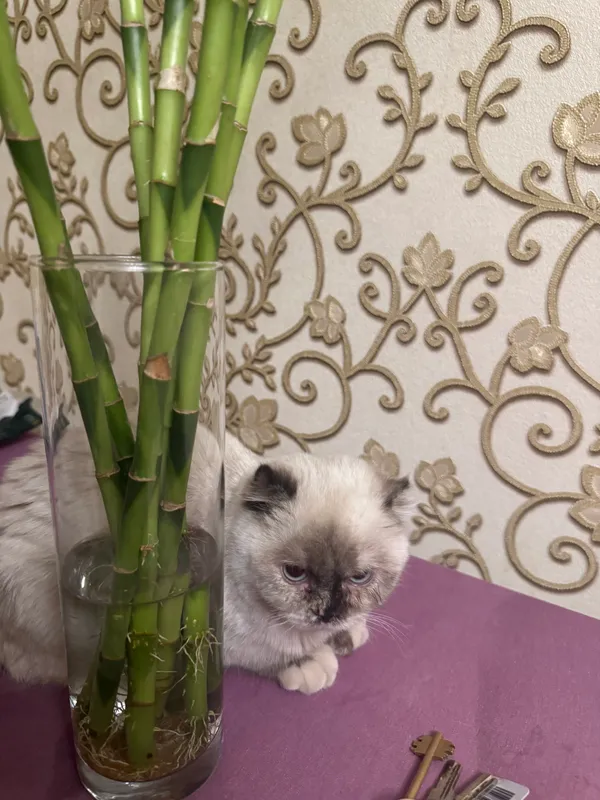 Кошка продается породистая — фото 3