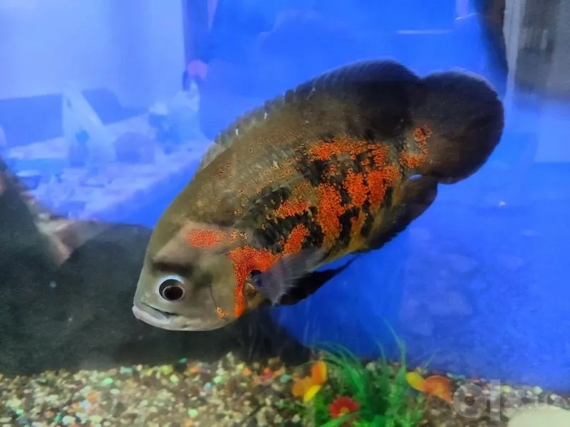 Продам аквариумную рыбу недорого Продам аквариумную рыбу недорого
