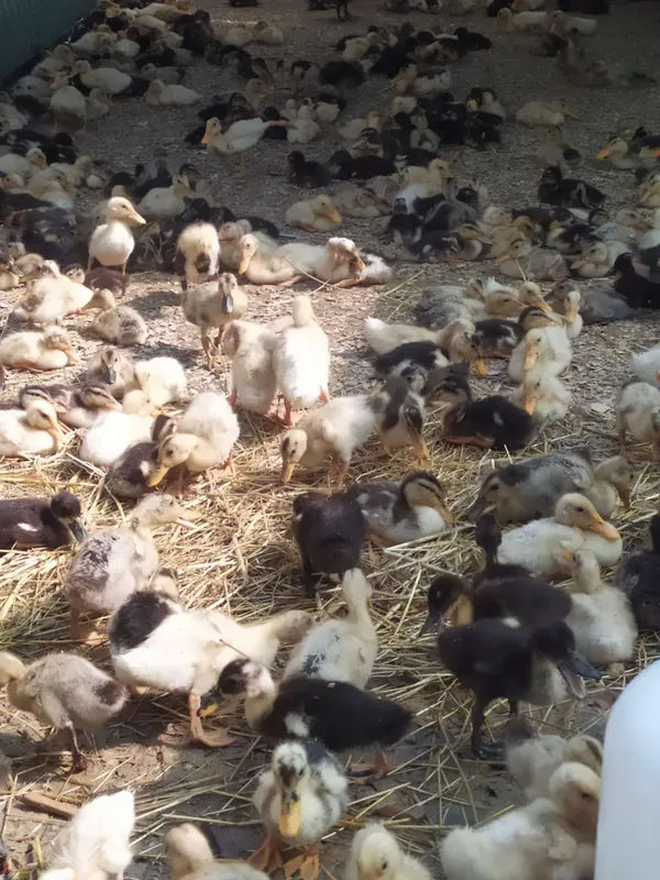 Pekin. Favorit zotliy o'rdakchalar 5 Pekin. Favorit zotliy o'rdakchalar 5
