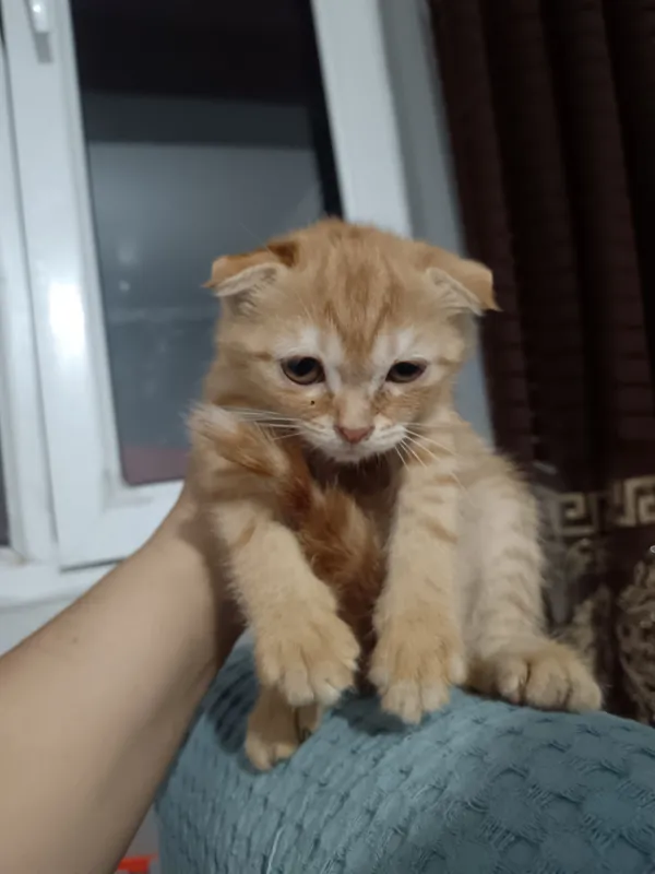 Хадяга Скотиш фолт 2