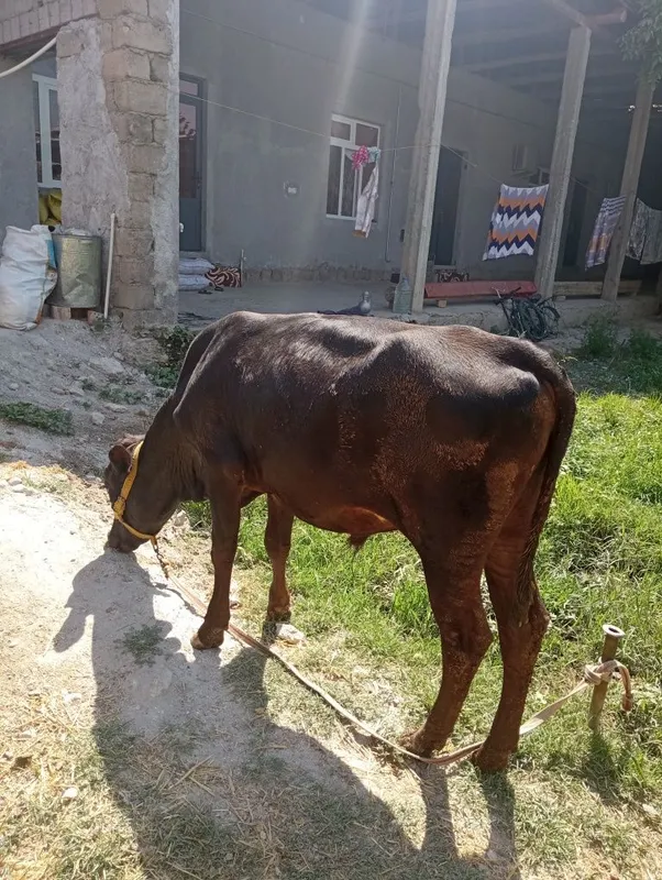 Mol sotiladi mestniy 4 Mol sotiladi mestniy 4