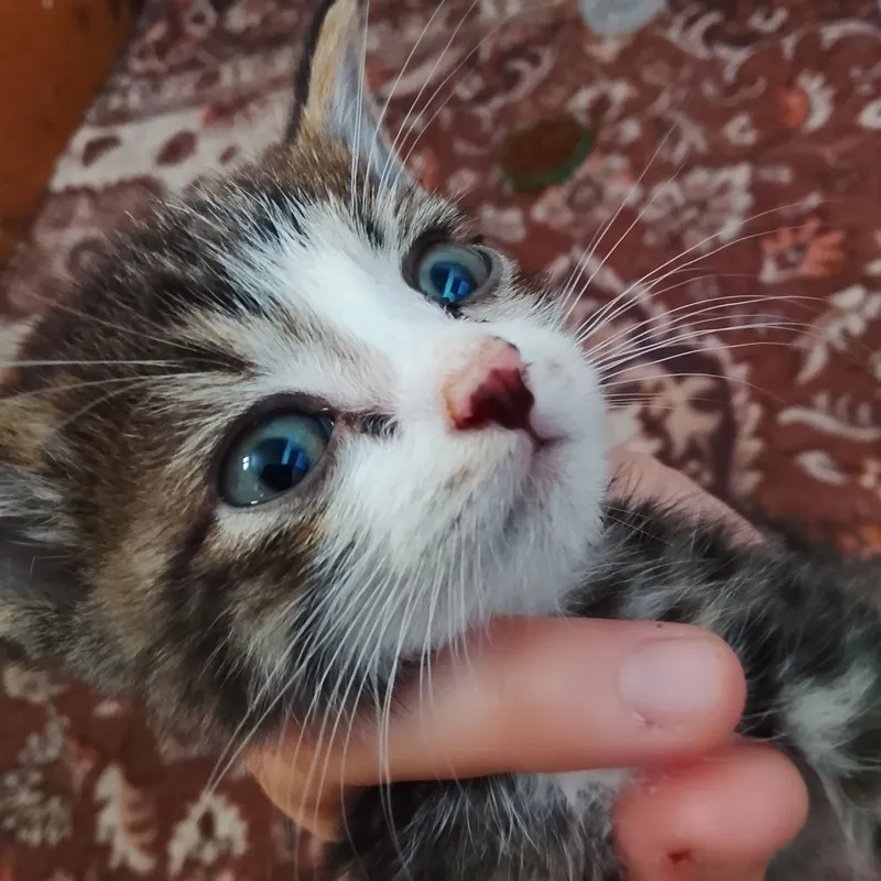 котёнок 6/8 недель