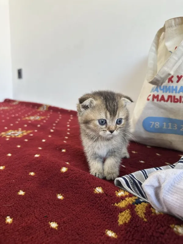 Scottish fold и Scottish straight настоящий — фото 2