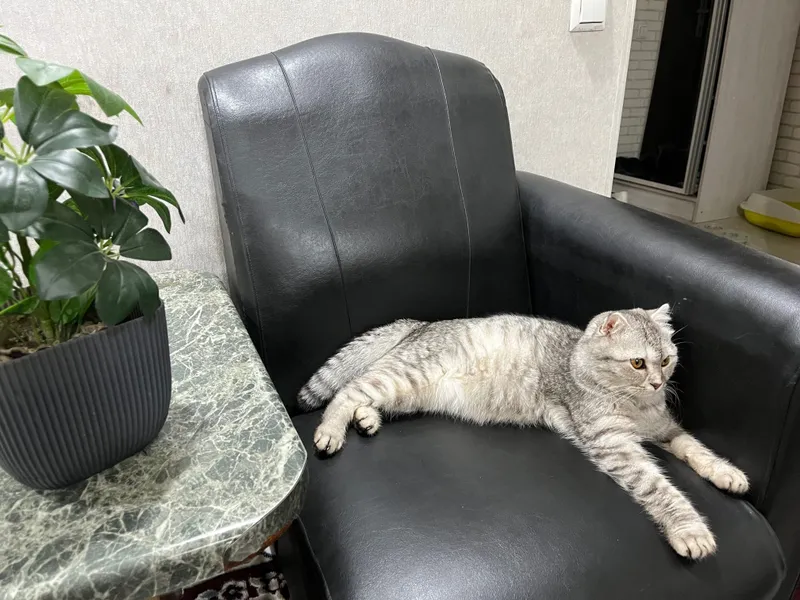 Умная, милая кошка Умная, милая кошка
