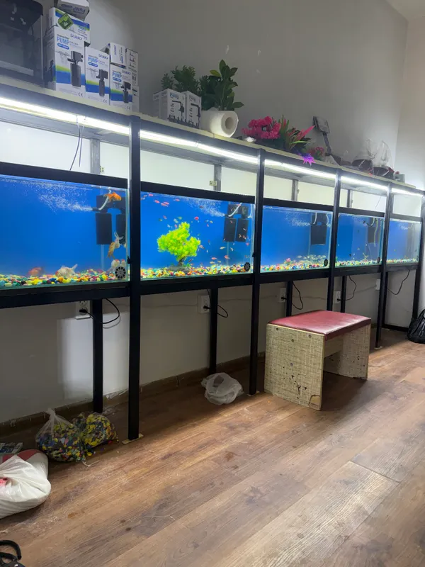 Baliqlar va akvarumlar suv filtrlar va baliq yem
