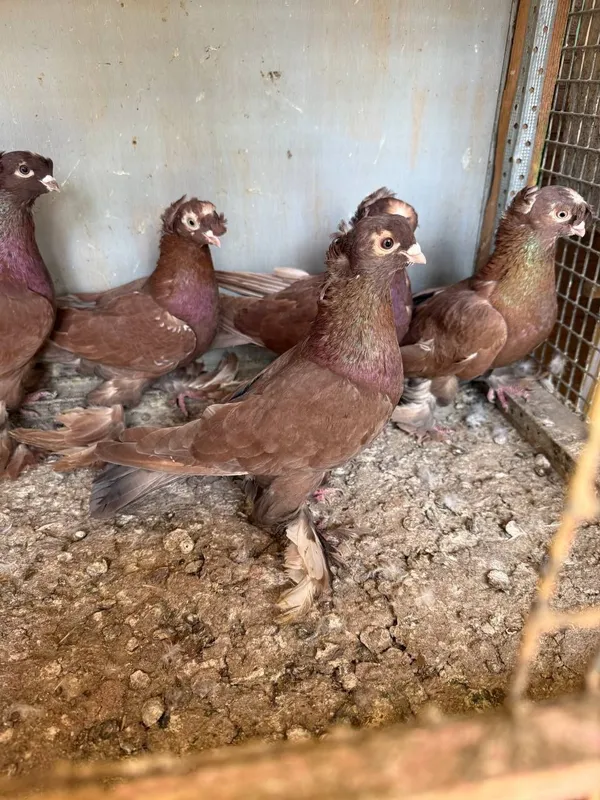 Продаются голуби, kaptar, голубь 6 Продаются голуби, kaptar, голубь 6