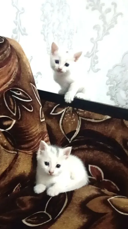 Turkiya mushugi zotor zoti: Angora 4 oyglik mushuk Turkiya mushugi zotor zoti: Angora 4 oyglik mushuk