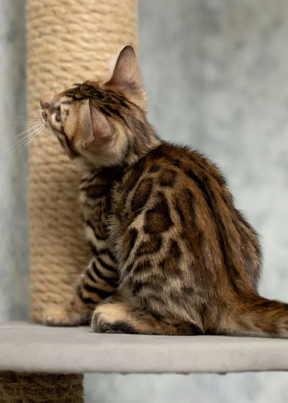 Клубный бенгальский котенок 4 Клубный бенгальский котенок 4