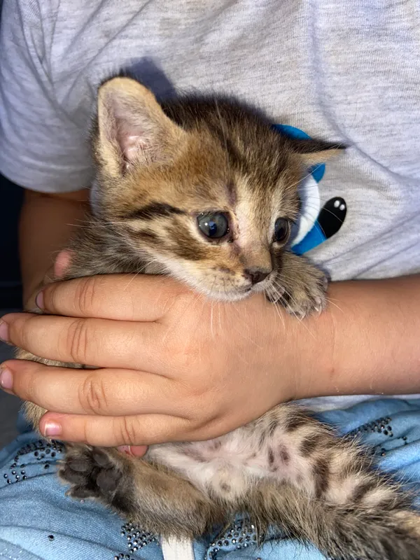 кот 1