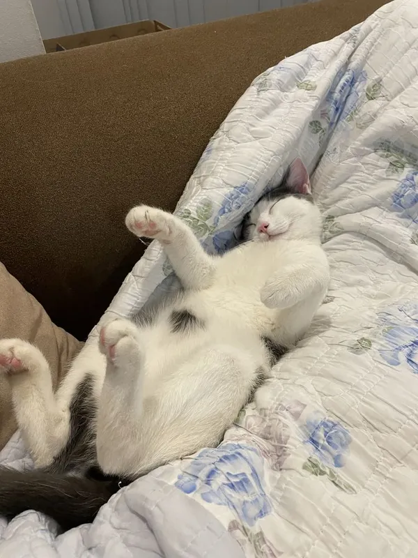 Дом для кота Гэндальфа — фото 1