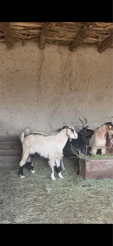 Qochqor qoyla uloqla sotiladigan kelishilgan narxlarda toʻy aqiqa — фото 3