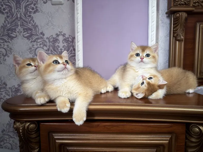Shinshilla шиншилла mushuk — фото 3