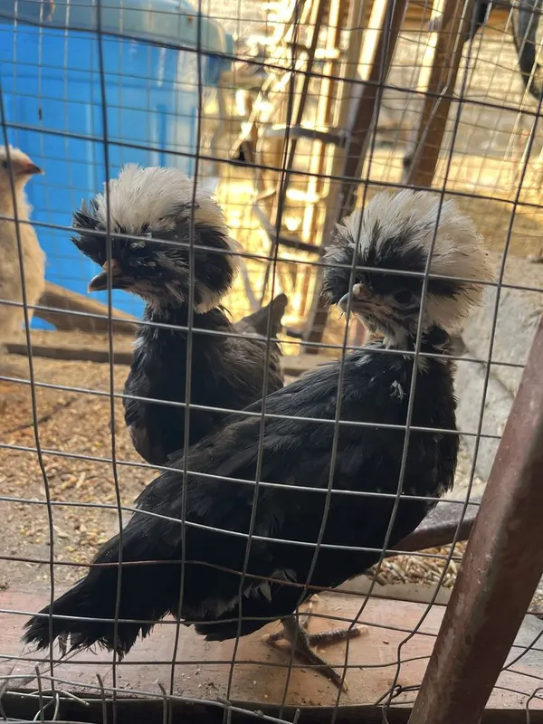 1 yarim oylik jòjalar oq qora tojli toza nasl 2 1 yarim oylik jòjalar oq qora tojli toza nasl 2