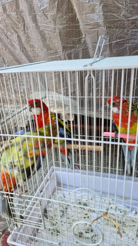 Продам разелла пара готовая. — фото 3 Продам разелла пара готовая. — фото 3