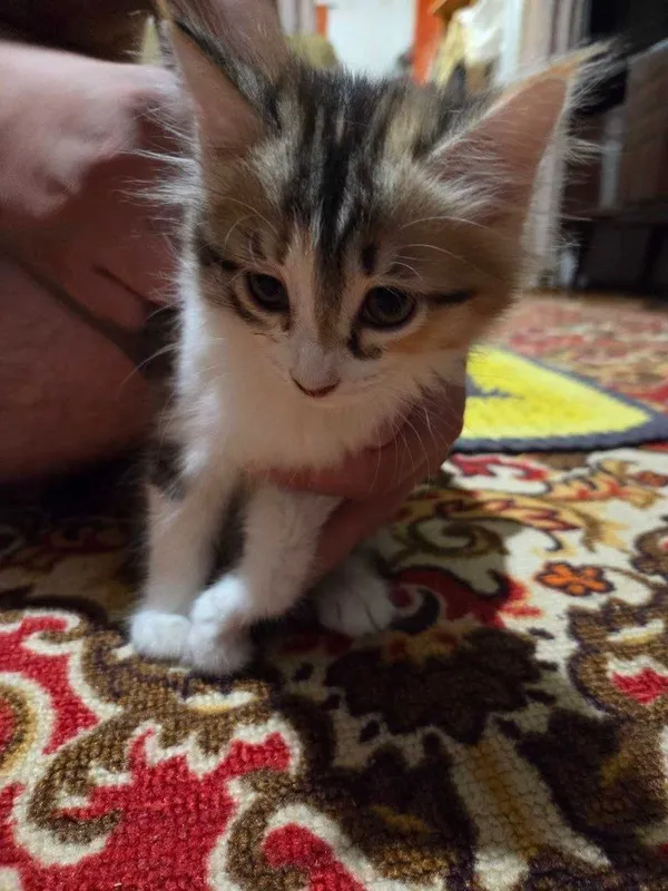 Отдам котёнка в добрые руки 2