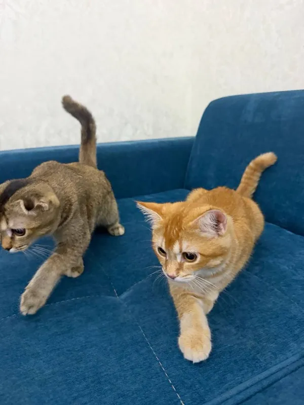Scottish Fold 120$ Scottish Straight. 100$ 3 Scottish Fold 120$ Scottish Straight. 100$ 3
