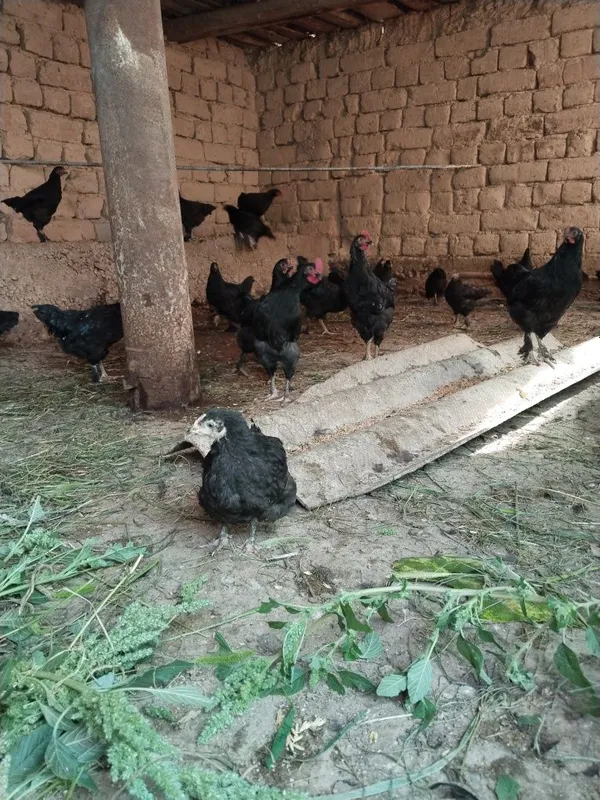 Qora Andijon tovuqlari 2 Qora Andijon tovuqlari 2
