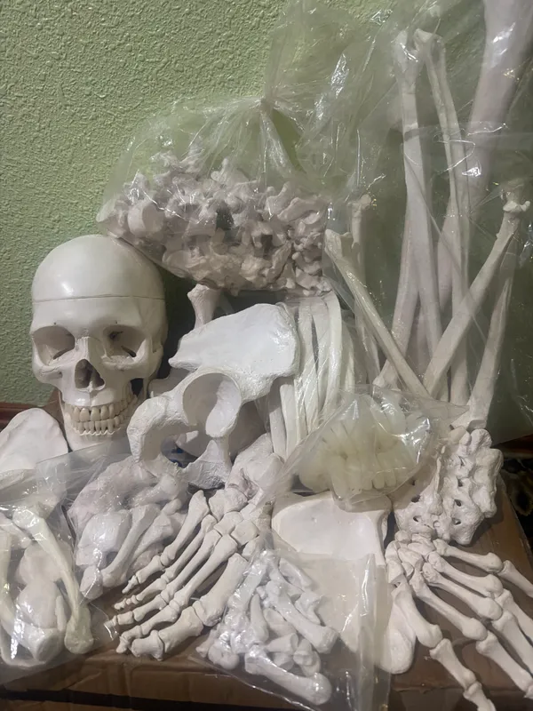 Anatomik skelet