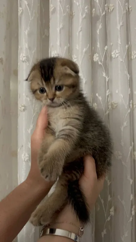 Срочно продаётся котёнок 2 Срочно продаётся котёнок 2