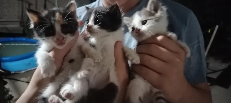 котята, 1 месячные — фото 3 котята, 1 месячные — фото 3