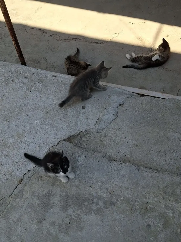Hadiyaga mushu bolalari 2 Hadiyaga mushu bolalari 2