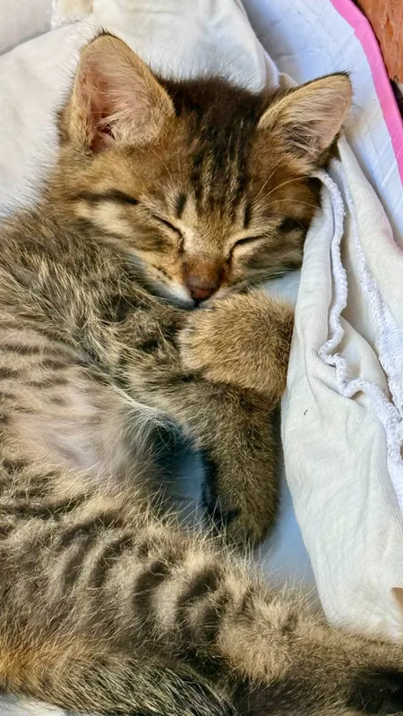 котенок бесплатно — фото 3