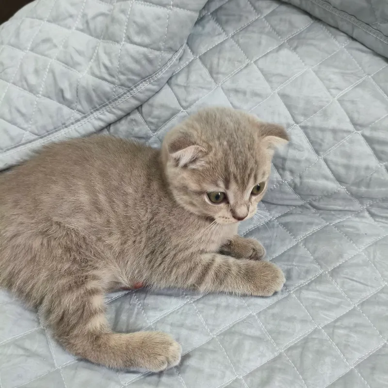 Котята Скоттиш страйт и Скоттиш фолд