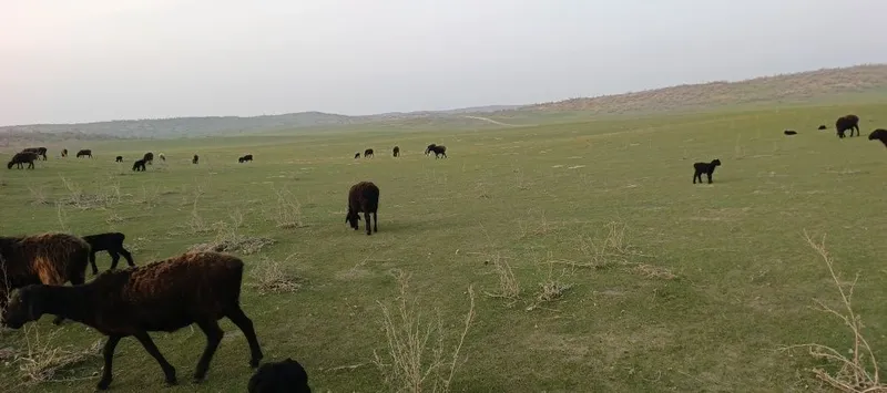 Baxmal quylari zottor hisori - BirBir
