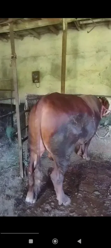 Simental buqa sotiladi 1 Simental buqa sotiladi 1