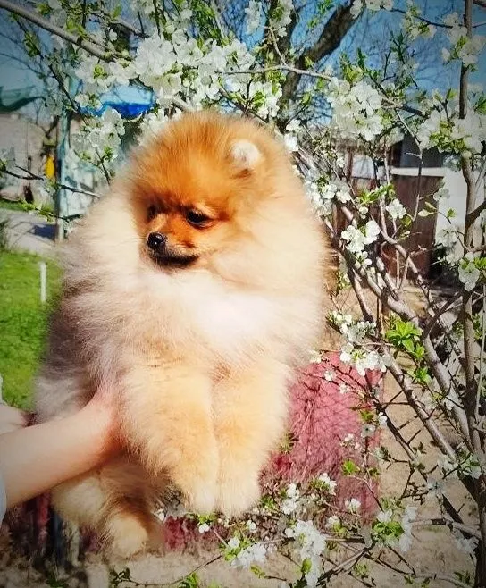 Щенки померанского шпица — фото 2