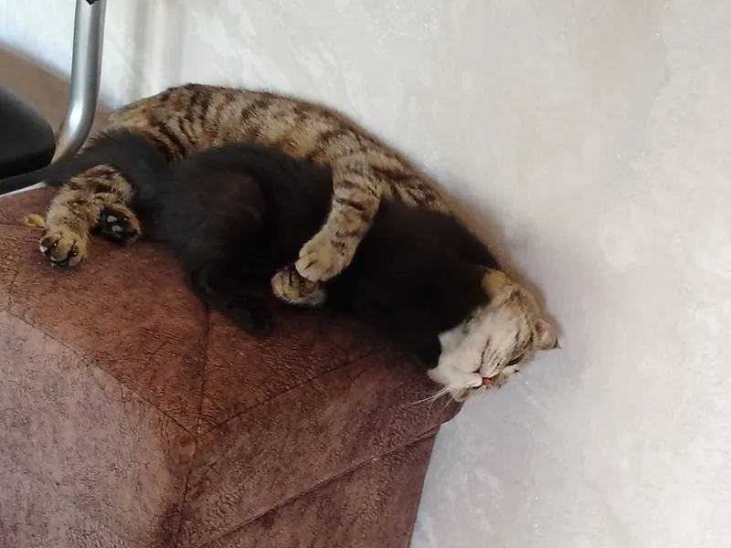 Ласковая черная кошка, приучена к лотку. В добрые руки. — фото 3
