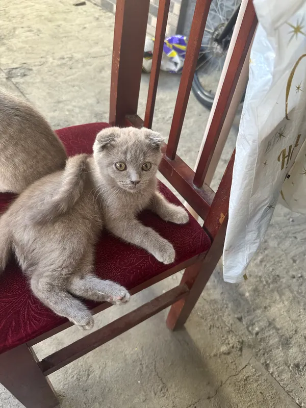 Кошка Шотландская вислоухая
