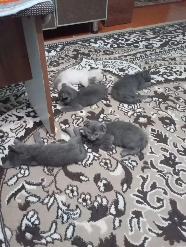 Шотландская вислоухий котята Шотландская вислоухий котята