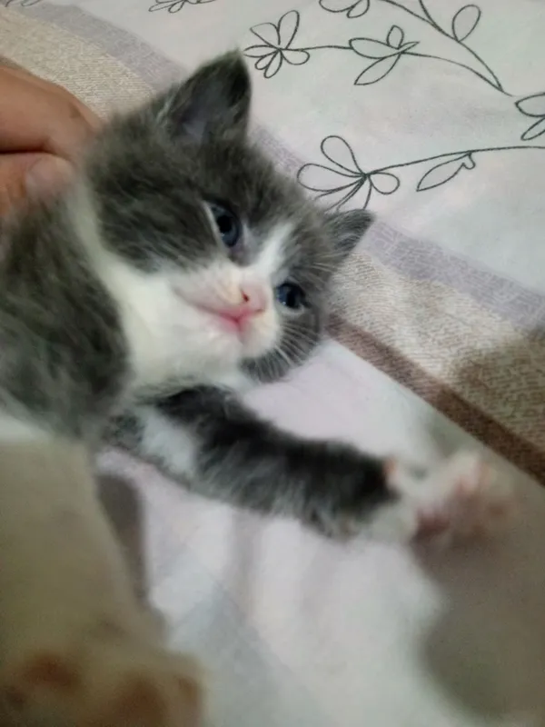 продаются котята Британцы — фото 3