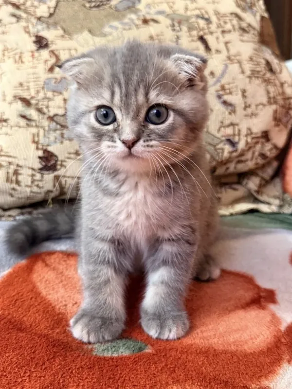 Веслоухая шотландская кошечка 2 Веслоухая шотландская кошечка 2