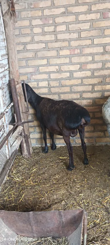 Ona bola qo'y sotiladi yeb ichishi yaxshi sog'lom — фото 6