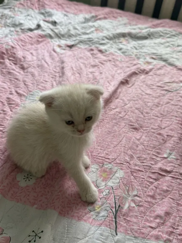 Скоттиш фолд пародали мушукча