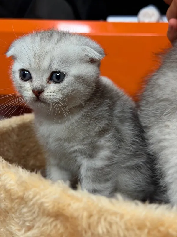 Породистые умные котята 6 Породистые умные котята 6