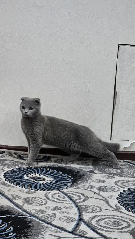 Soglom aqlli latok bladi