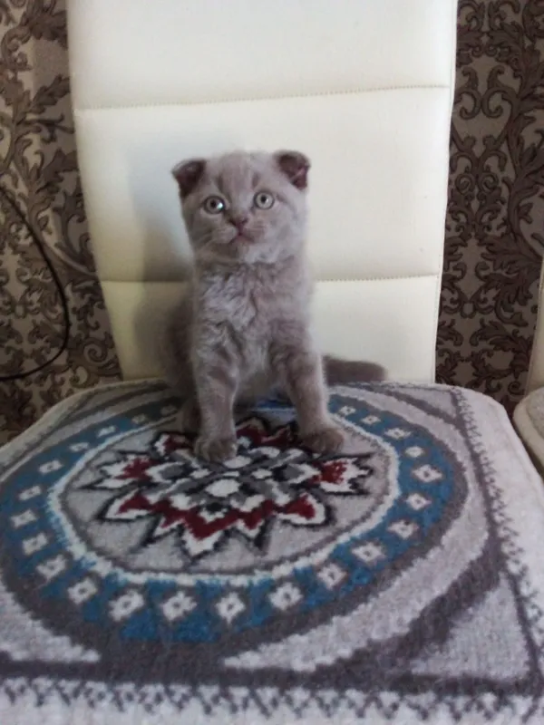 Катята Шотландский скоттиш пол-страйт, окрас Лиловый, мальчик. — фото 3