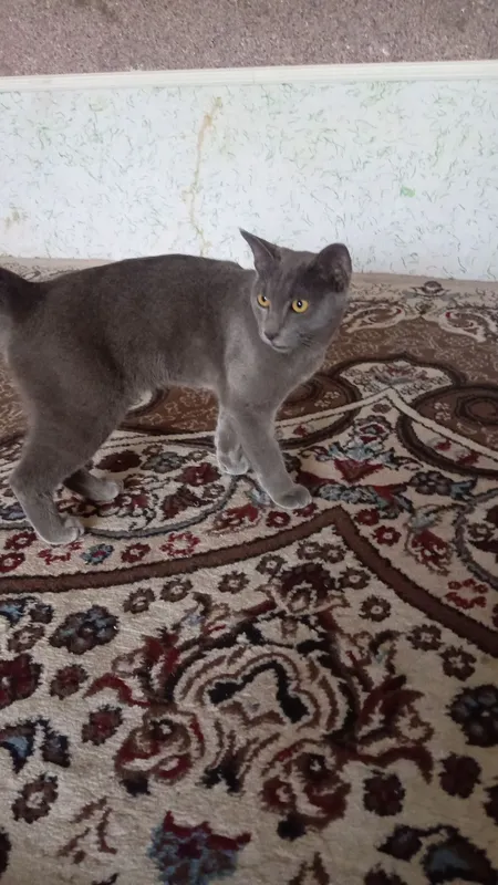 mushuk 1