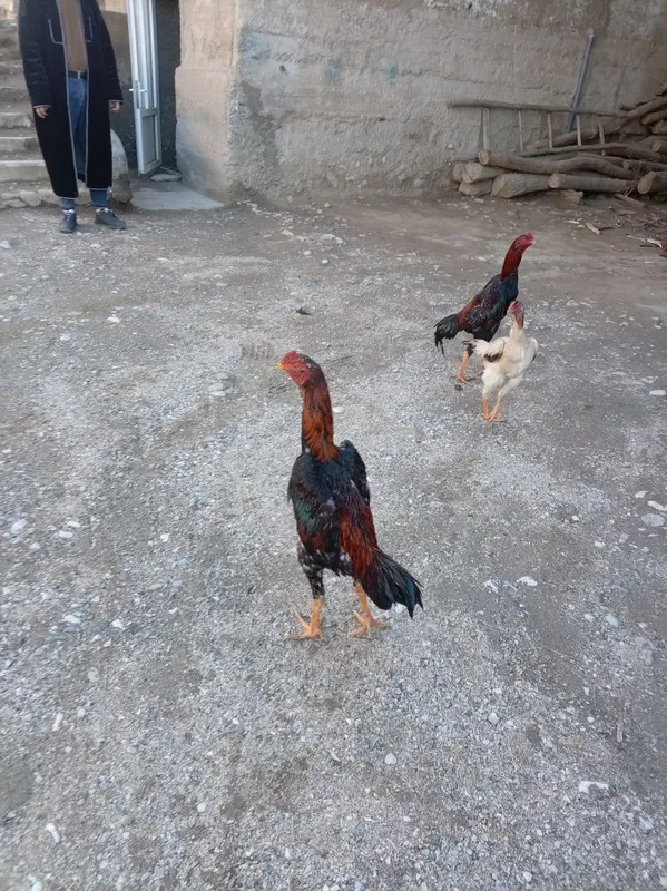 8 oylik juja 4 kilo narxi 600 ming — фото 1