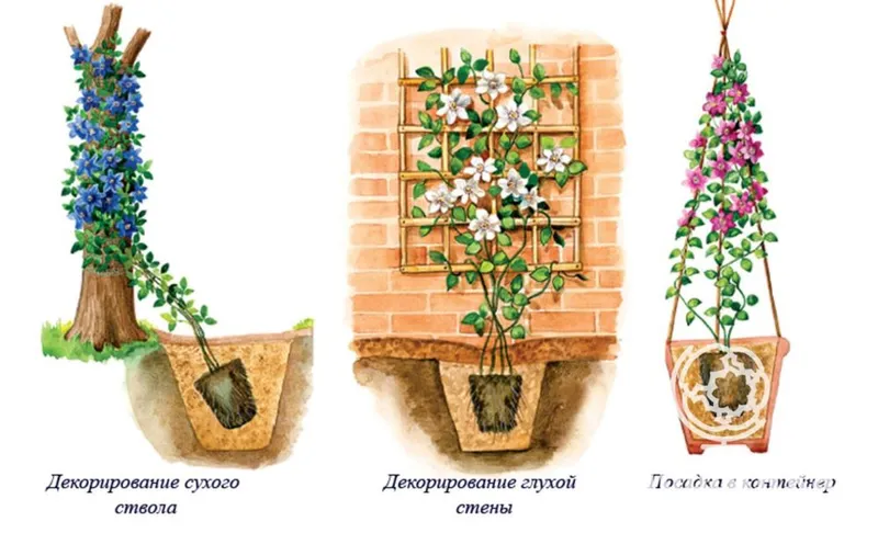 Клематис Тайга махровый — фото 4